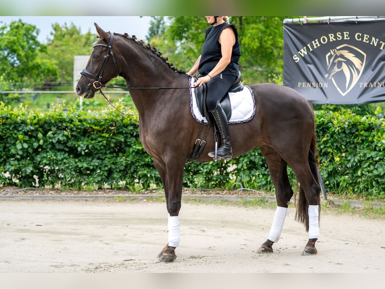KWPN Stute 10 Jahre 169 cm Fuchs in Kaldenkirchen
