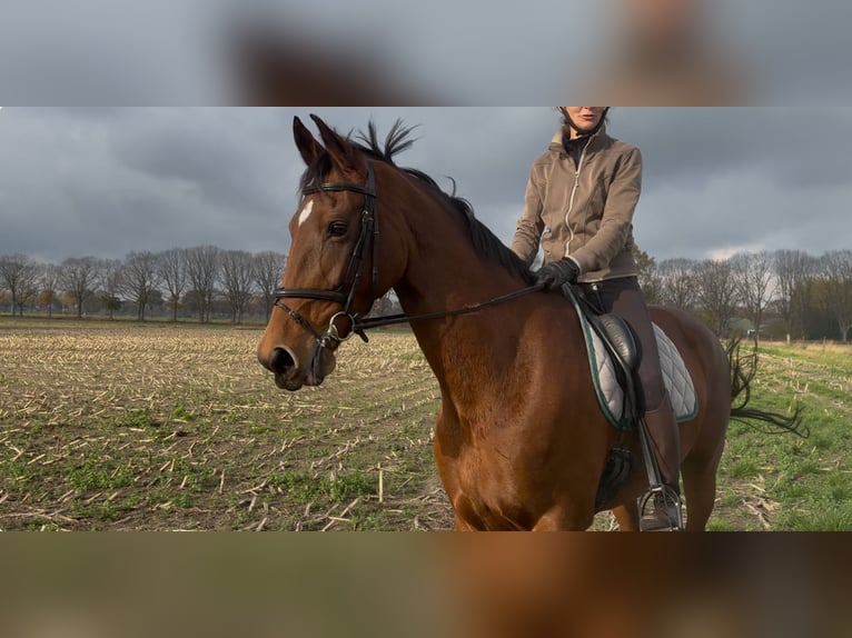 KWPN Stute 10 Jahre 170 cm Brauner in Meijel