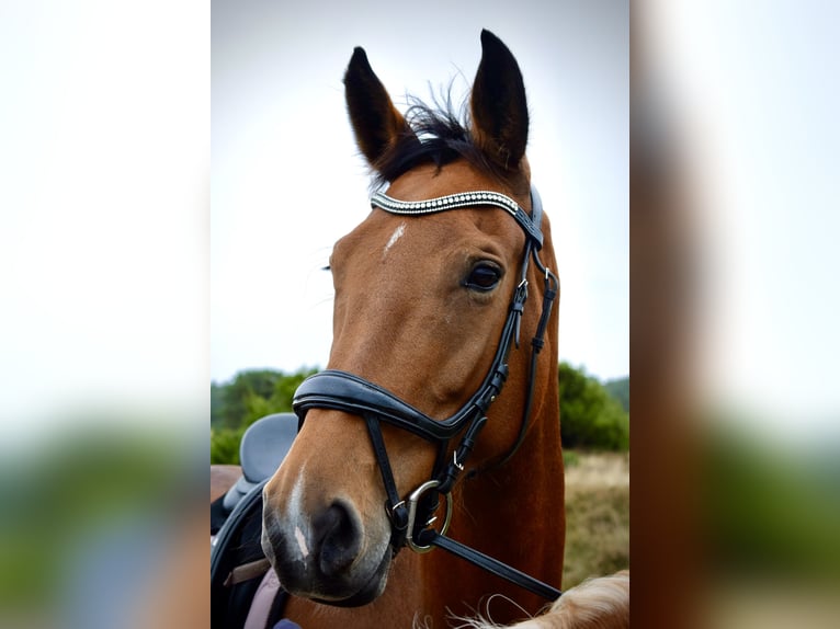 KWPN Stute 10 Jahre 170 cm Brauner in Noordbroek