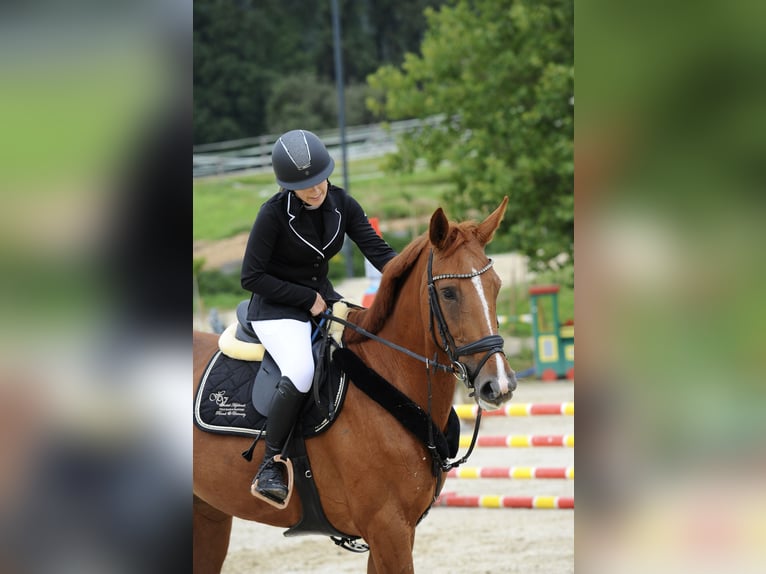 KWPN Stute 10 Jahre 170 cm Fuchs in Klagenfurt