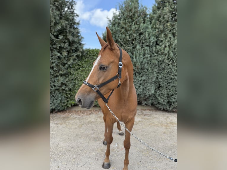 KWPN Stute 10 Jahre 170 cm Fuchs in Oud Gastel