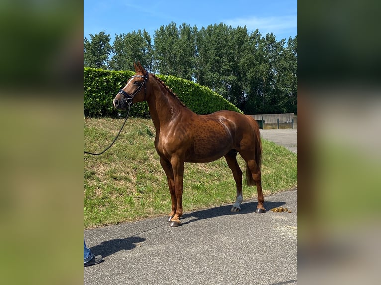 KWPN Stute 10 Jahre 170 cm Fuchs in Schijf