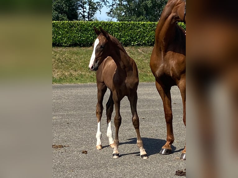 KWPN Stute 10 Jahre 170 cm Fuchs in Schijf
