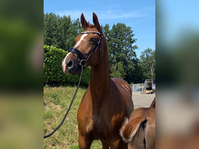 KWPN Stute 10 Jahre 170 cm Fuchs in Schijf