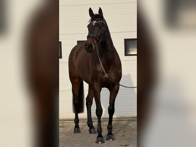 KWPN Stute 10 Jahre 171 cm Brauner in Someren