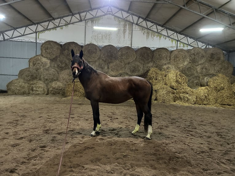 KWPN Stute 10 Jahre 171 cm Brauner in Gdańsk
