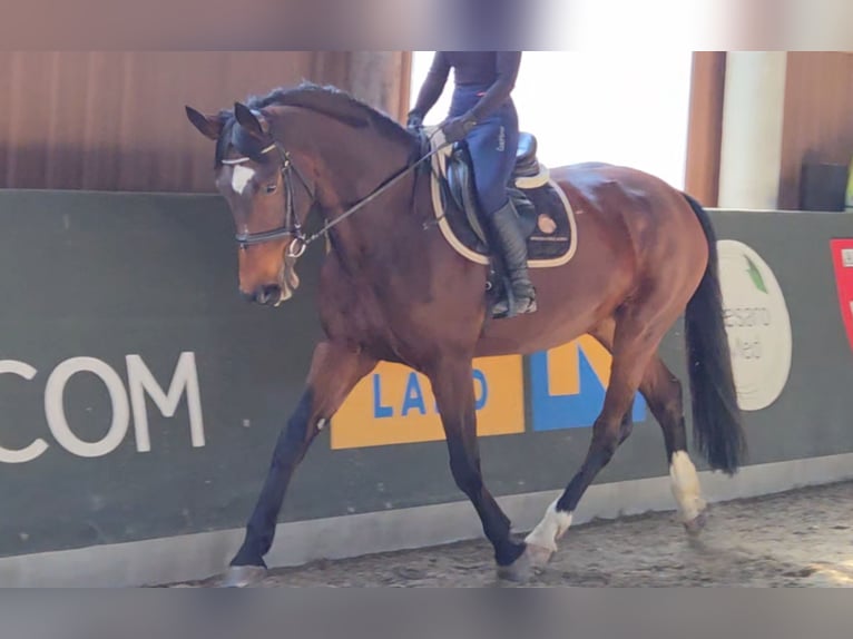 KWPN Stute 10 Jahre 173 cm Brauner in Sch