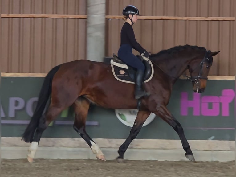 KWPN Stute 10 Jahre 173 cm Brauner in Sch