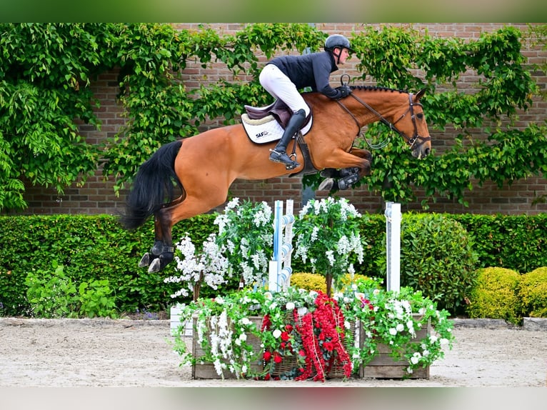 KWPN Stute 10 Jahre 173 cm Brauner in Bladel