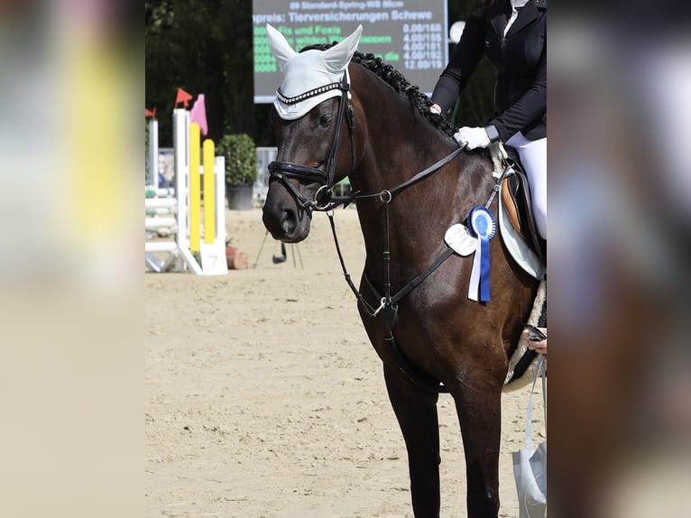 KWPN Stute 10 Jahre 173 cm Schwarzbrauner in Herne