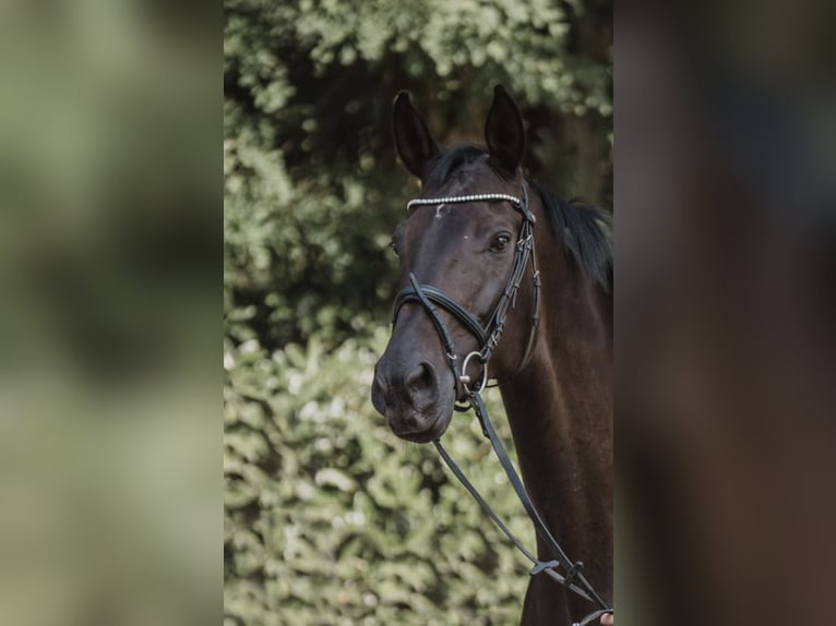 KWPN Stute 10 Jahre 173 cm Schwarzbrauner in Herne