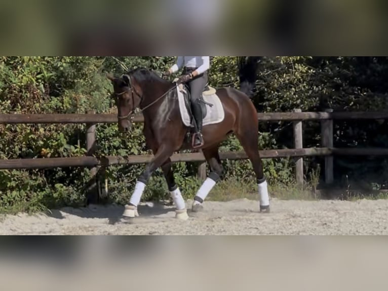 KWPN Stute 10 Jahre 174 cm Brauner in Frankfurt am Main