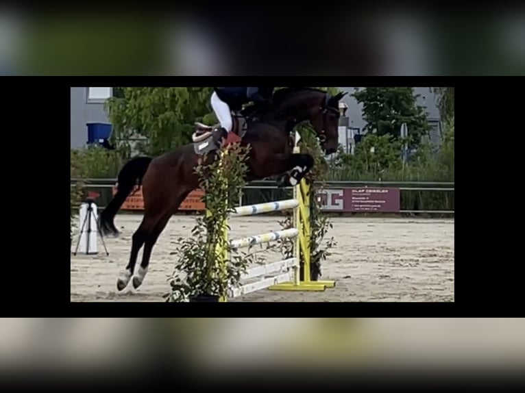 KWPN Stute 10 Jahre 174 cm Brauner in Frankfurt am Main