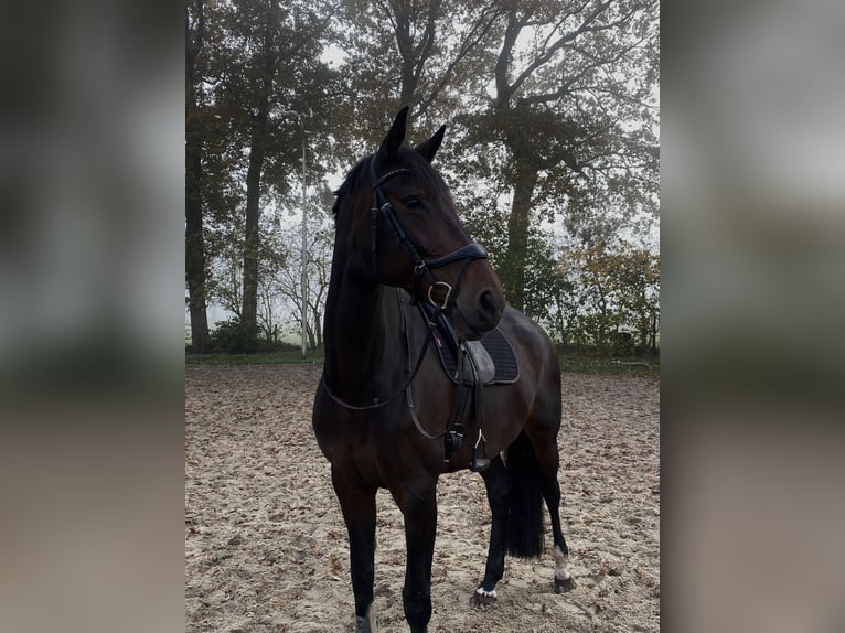KWPN Stute 10 Jahre 174 cm Dunkelbrauner in Hellendoorn