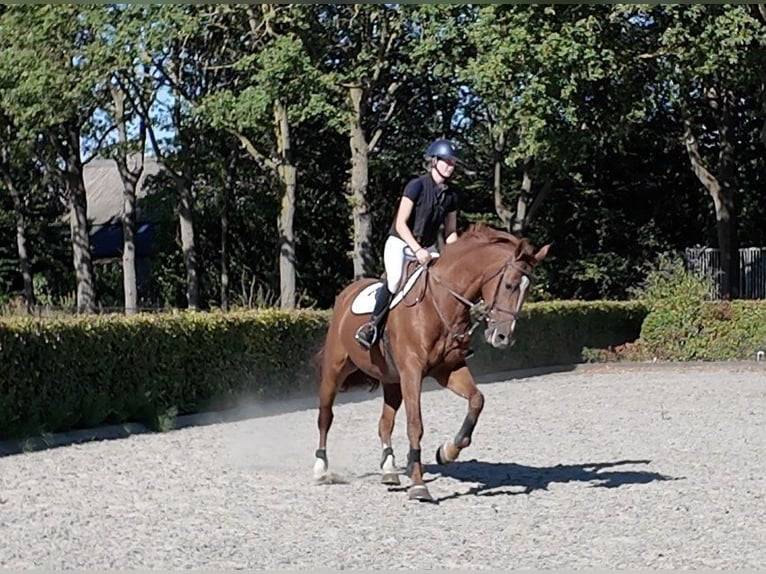 KWPN Stute 10 Jahre 174 cm Fuchs in Waddinxveen