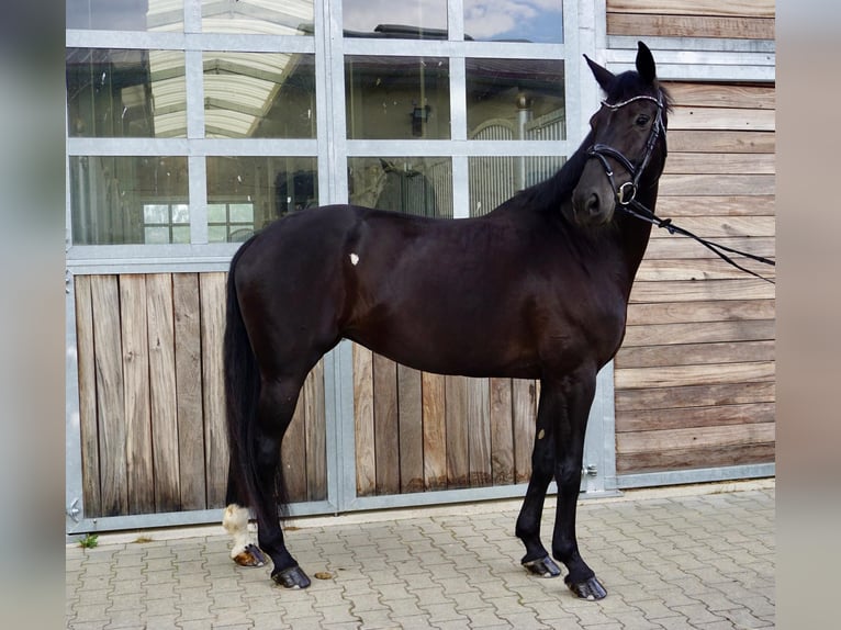 KWPN Stute 10 Jahre 174 cm Rappe in Leipzig