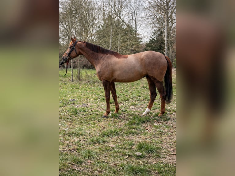 KWPN Stute 10 Jahre 175 cm Dunkelfuchs in Seine et Marne