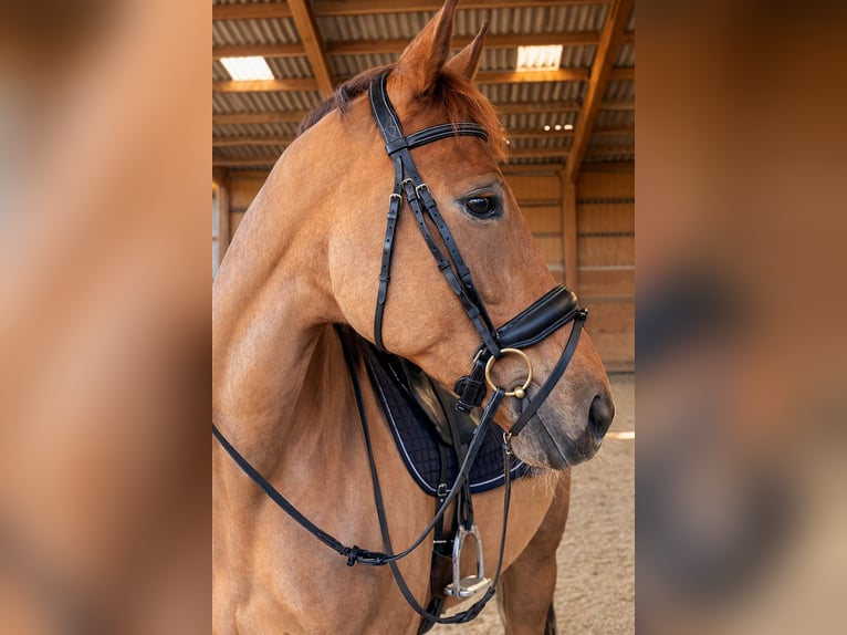 KWPN Stute 10 Jahre 175 cm Dunkelfuchs in Seine et Marne