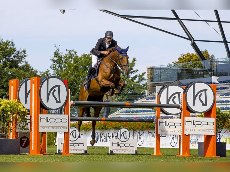 KWPN Stute 10 Jahre 176 cm Fuchs in Peer