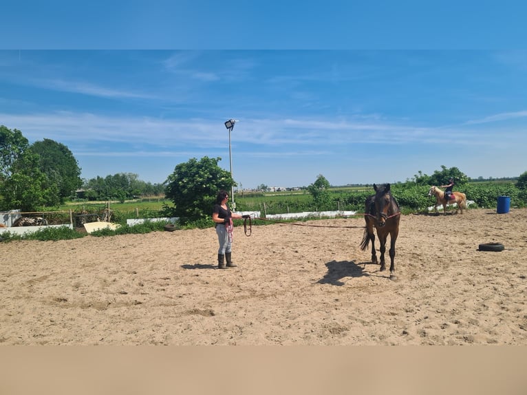 KWPN Stute 11 Jahre 155 cm in Montfoort