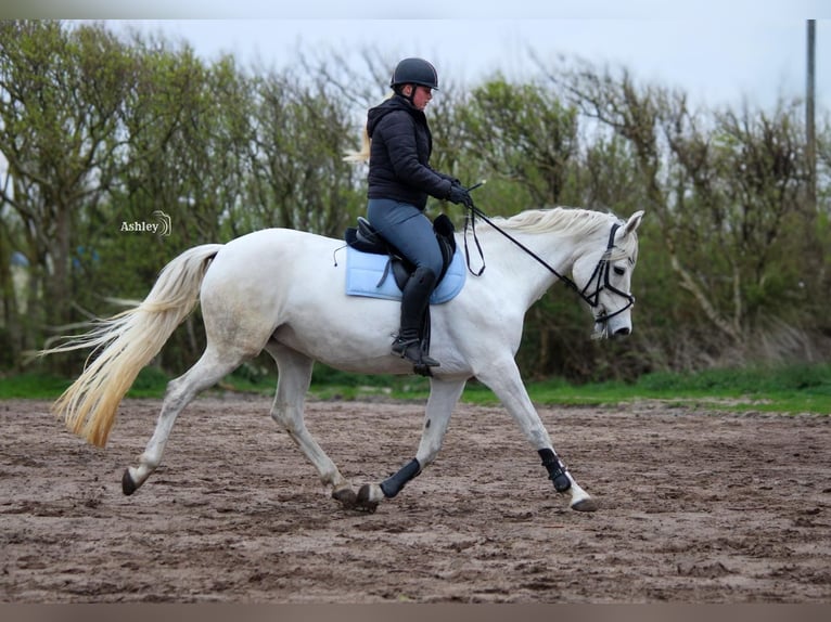 KWPN Stute 11 Jahre 156 cm Schimmel in Julianadorp