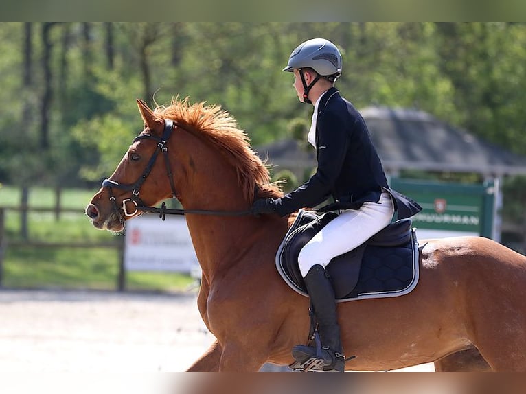 KWPN Stute 11 Jahre 157 cm Fuchs in de Lutte