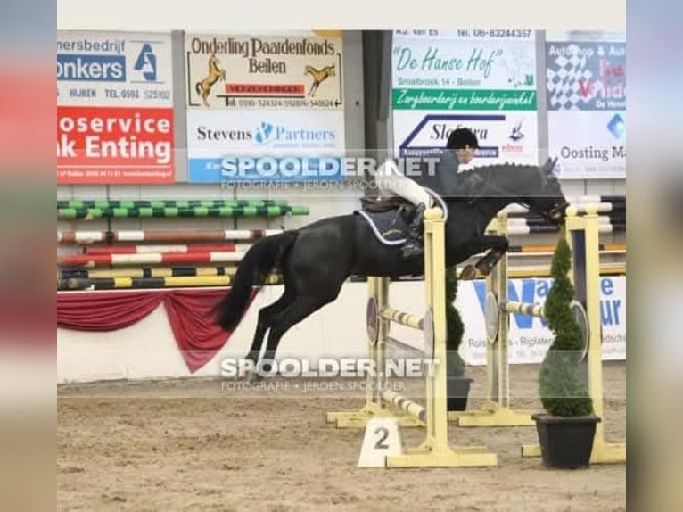 KWPN Stute 11 Jahre 158 cm Rappe in Wietmarschen