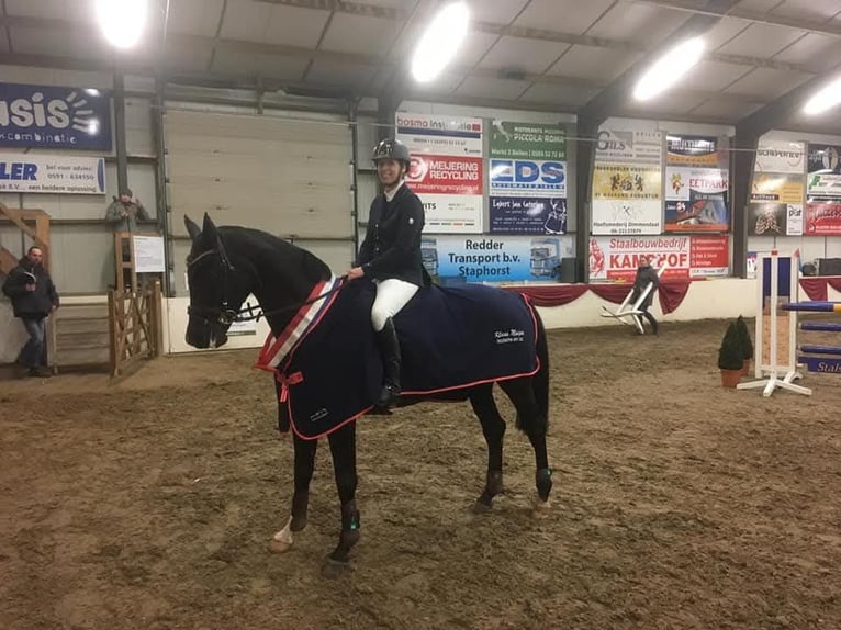 KWPN Stute 11 Jahre 158 cm Rappe in Wietmarschen