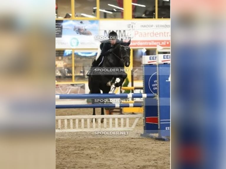 KWPN Stute 11 Jahre 158 cm Rappe in Wietmarschen