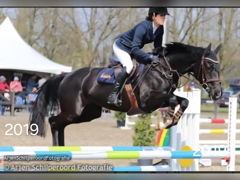 KWPN Stute 11 Jahre 158 cm Rappe in Wietmarschen