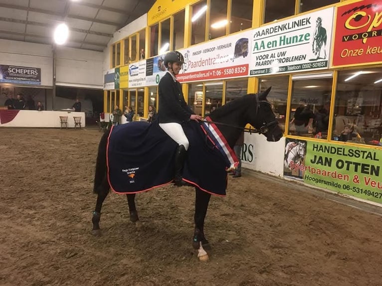 KWPN Stute 11 Jahre 158 cm Rappe in Wietmarschen