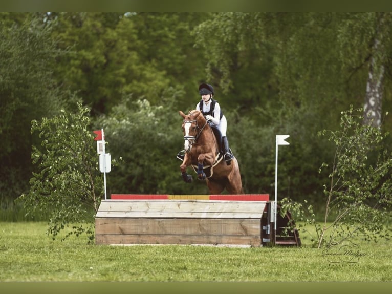 KWPN Stute 11 Jahre 160 cm Fuchs in Soltau