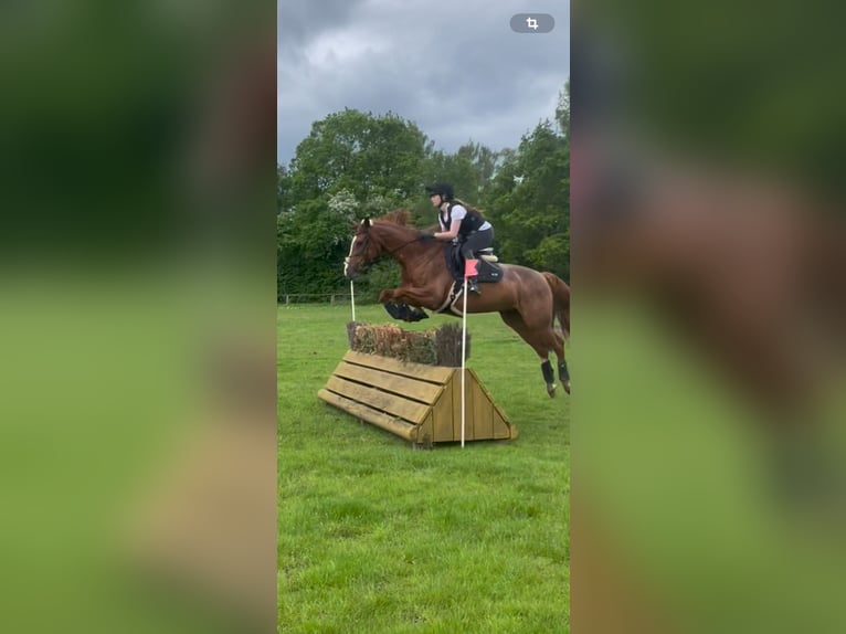 KWPN Stute 11 Jahre 160 cm Fuchs in Soltau