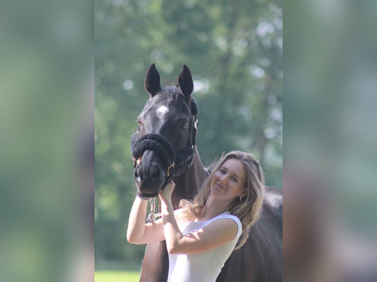 KWPN Mix Stute 11 Jahre 160 cm Rappe in Kempen