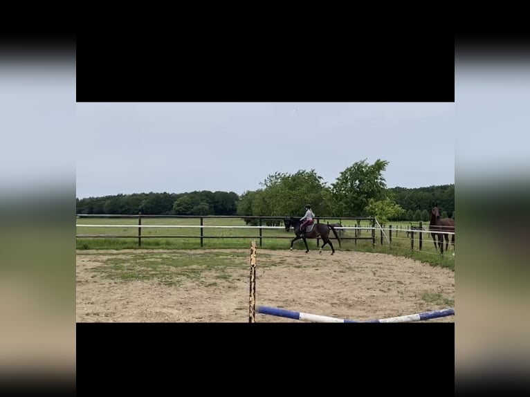 KWPN Stute 11 Jahre 160 cm Schwarzbrauner in Opoeteren