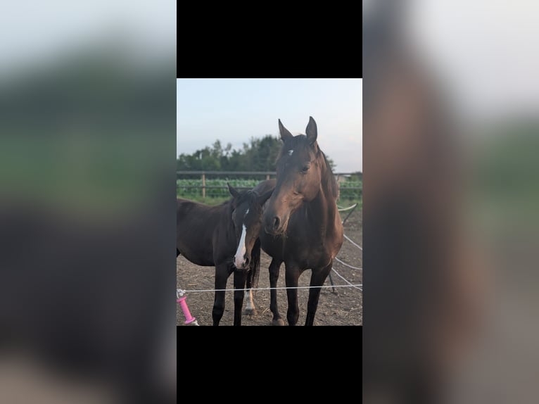 KWPN Stute 11 Jahre 160 cm Schwarzbrauner in Opoeteren