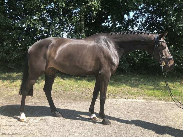 KWPN Stute 11 Jahre 161 cm Dunkelbrauner in L&#xE4;hden
