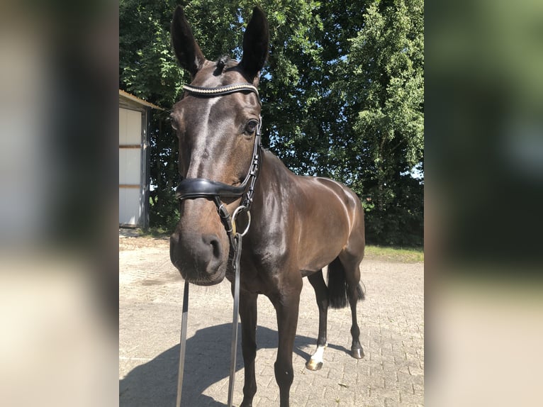 KWPN Stute 11 Jahre 161 cm Dunkelbrauner in L&#xE4;hden