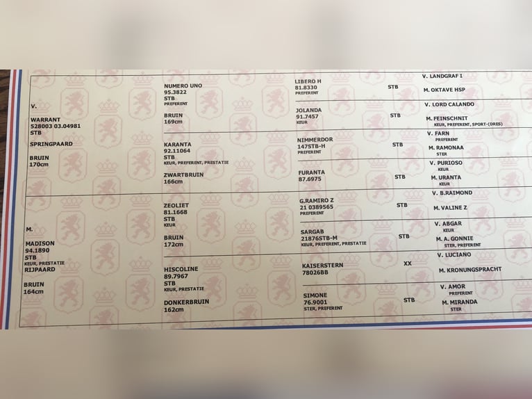 KWPN Stute 11 Jahre 161 cm Dunkelbrauner in L&#xE4;hden