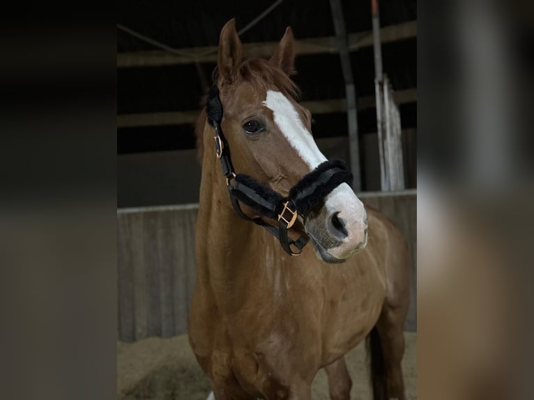 KWPN Stute 11 Jahre 163 cm Fuchs in Husum