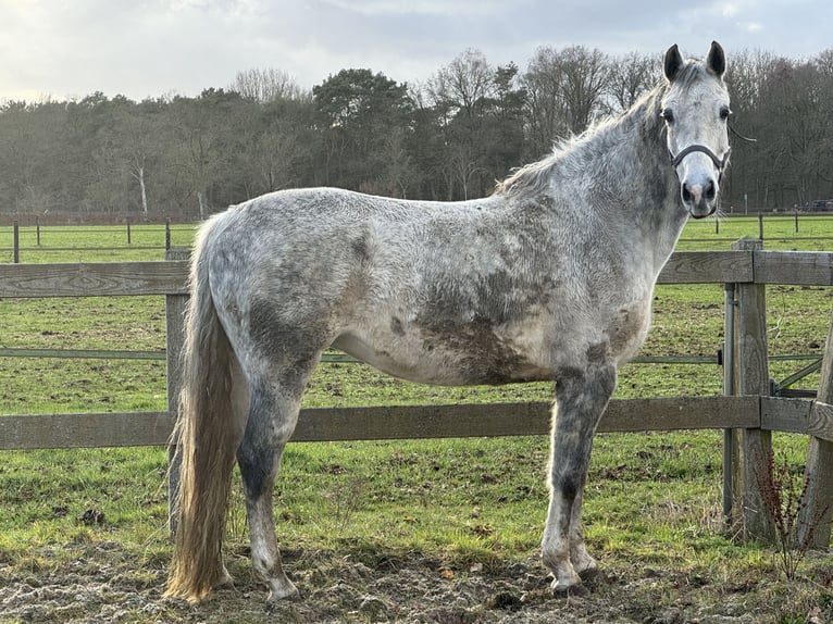 KWPN Stute 11 Jahre 164 cm Blauschimmel in Soerendonk