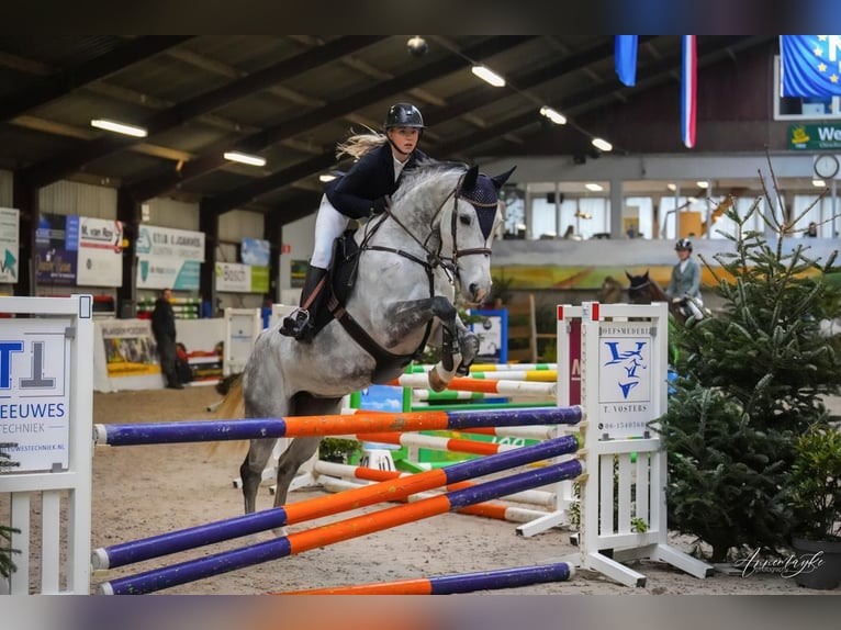 KWPN Stute 11 Jahre 164 cm Blauschimmel in Soerendonk