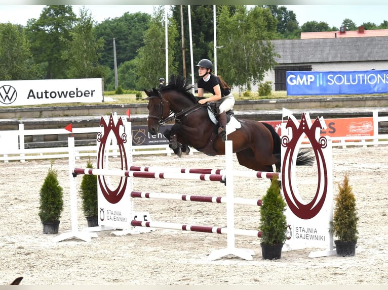 KWPN Stute 11 Jahre 164 cm Dunkelbrauner in Budki &#x17B;elazowskie