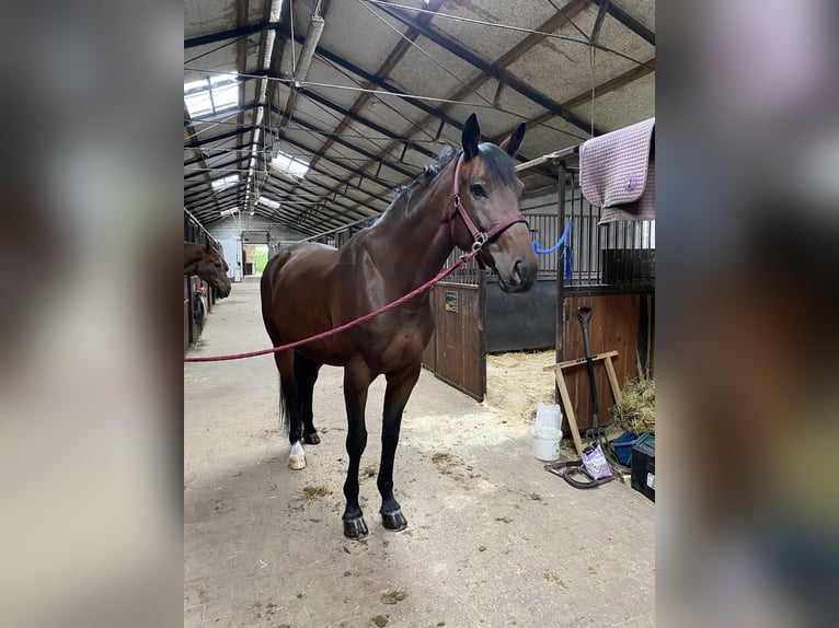 KWPN Stute 11 Jahre 164 cm Dunkelbrauner in Budki &#x17B;elazowskie