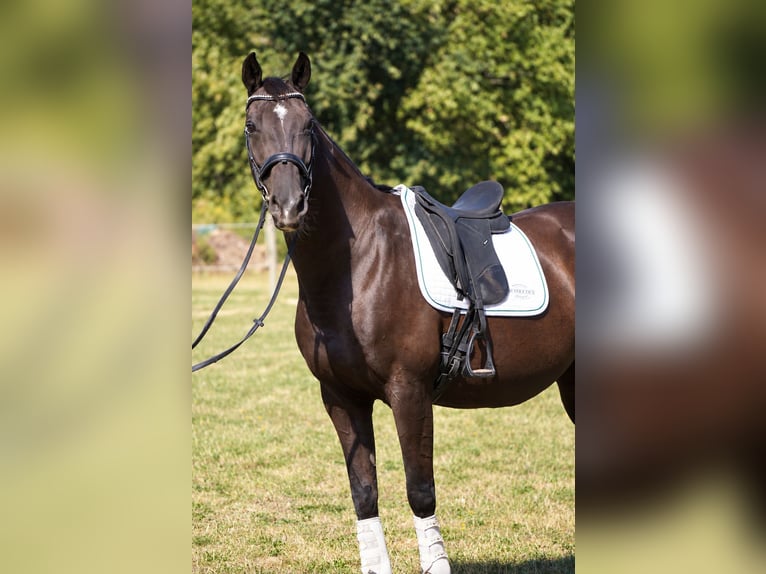 KWPN Stute 11 Jahre 164 cm Rappe in Isére