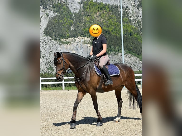 KWPN Stute 11 Jahre 164 cm in Chur