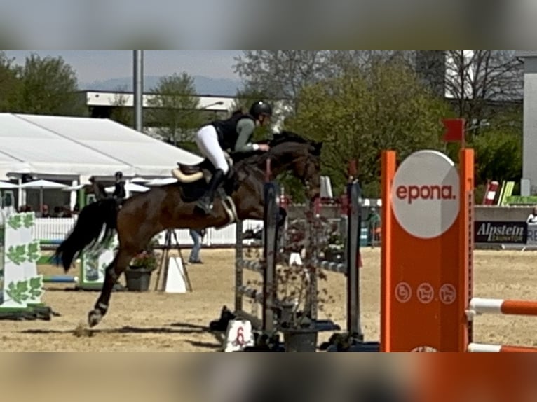 KWPN Stute 11 Jahre 164 cm in Chur