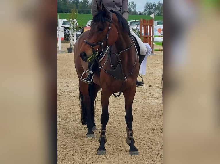 KWPN Stute 11 Jahre 165 cm Brauner in St-Imier