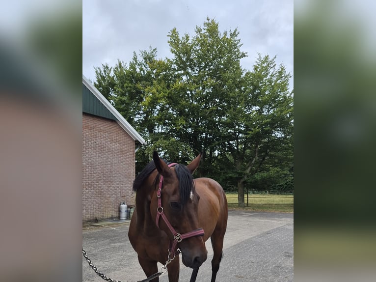 KWPN Stute 11 Jahre 165 cm Brauner in Bruinehaar