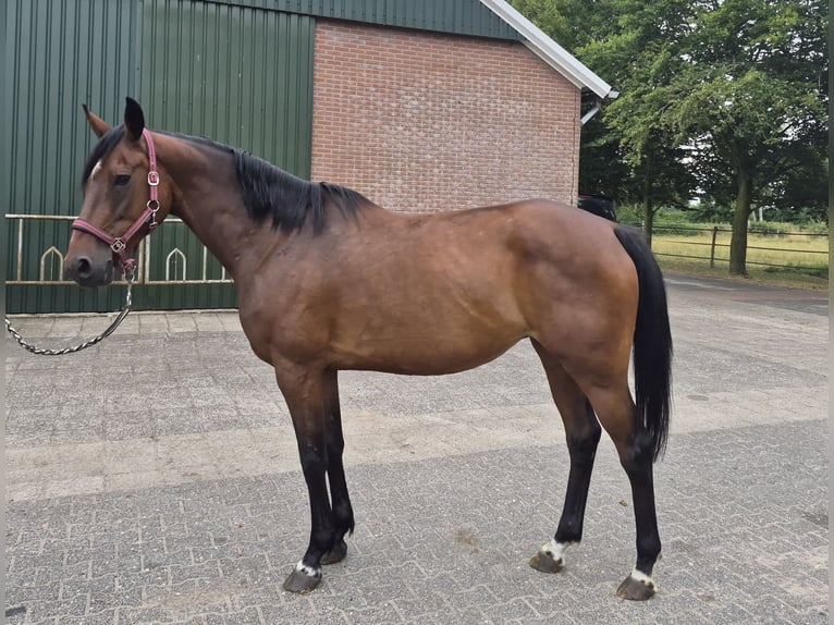 KWPN Stute 11 Jahre 165 cm Brauner in Bruinehaar